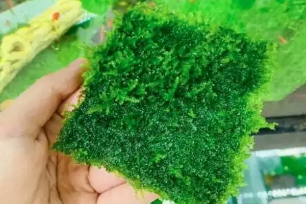 Hướng Dẫn Tạo Rêu Xanh Cho Hồ Cá Cảnh: Bí Quyết Nuôi Dưỡng Môi Trường Tự Nhiên