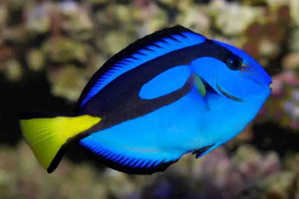 Blue Tang – Cá Đuôi Gai Blue Tang – Cá Đuôi Gai