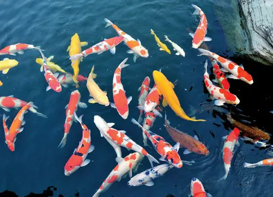 Koi Fish – Cá Koi Nhật Koi Fish – Cá Koi Nhật