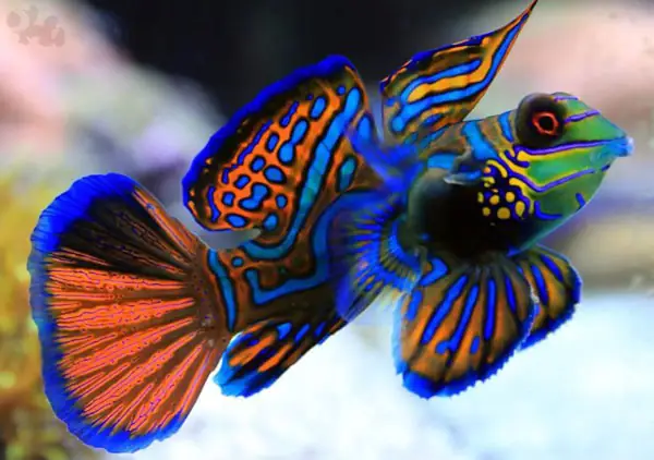 Mandarinfish – Cá Trạng Nguyên Mandarinfish – Cá Trạng Nguyên