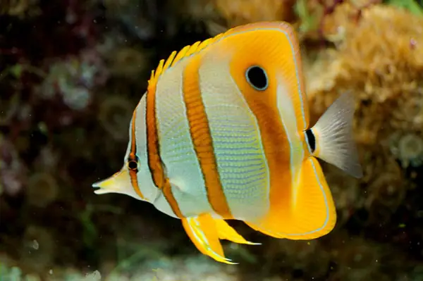 Butterflyfish – Cá Bướm