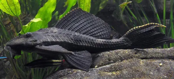 Suckermouth Catfish – Cá Lau Kiếng Suckermouth Catfish – Cá Lau Kiếng