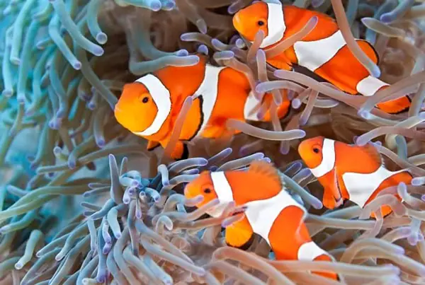 Clownfish – Cá Hề Clownfish – Cá Hề