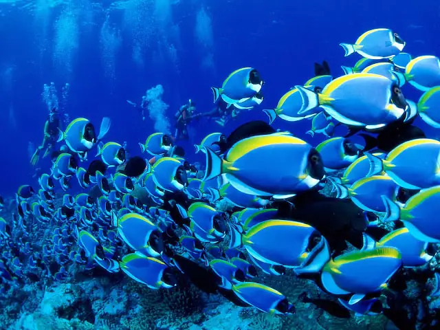 Blue Tang – Cá Đuôi Gai Blue Tang – Cá Đuôi Gai