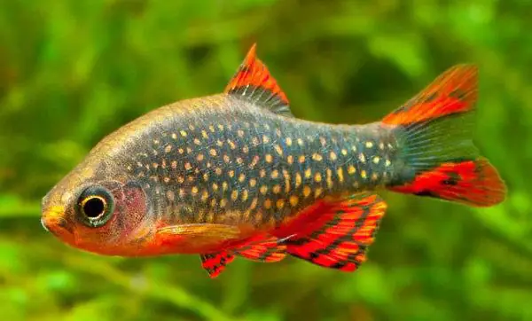 Galaxy Fish – Cá Galaxy Galaxy Fish – Cá Galaxy