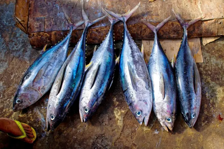 Cá Ngừ