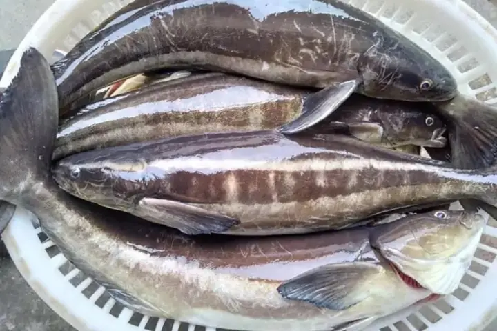 Cá Bớp