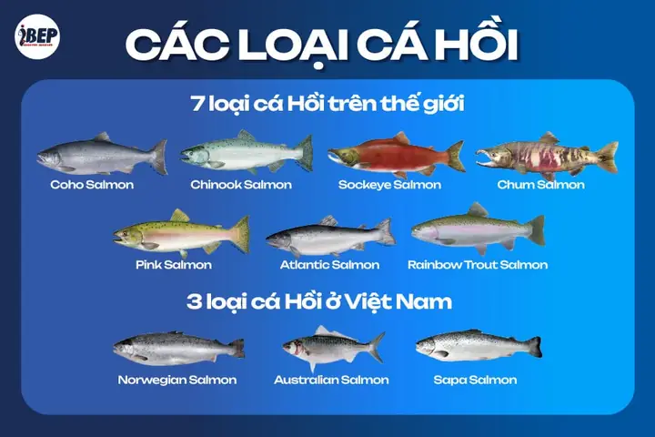 Tổng hợp tên các loài cá trên thế giới mới nhất hiện nay