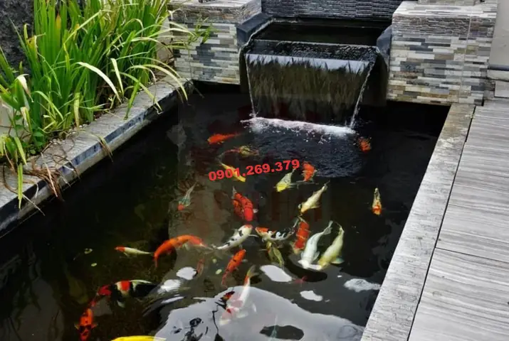 Gia Tăng Tính Thẩm Mỹ Của Hồ Cá Koi