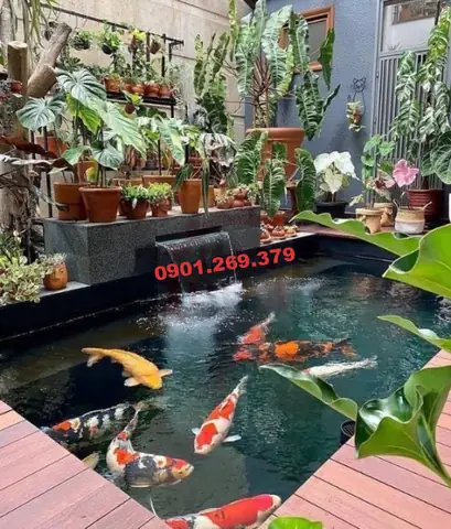 Những Lưu Ý Khi Thiết Kế Thác Nước Bể Cá Koi