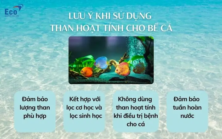 Một Số Lưu Ý Khi Sử Dụng Than Hoạt Tính Cho Bể Cá