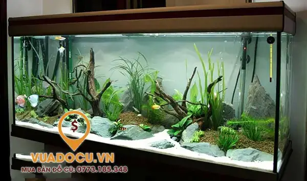 Định Giá Bể Cá Cảnh Cũ Tphcm: Những Yếu Tố Cần Biết