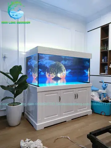 Các Kênh Thanh Lý Cá Rồng Phổ Biến Tại Hà Nội