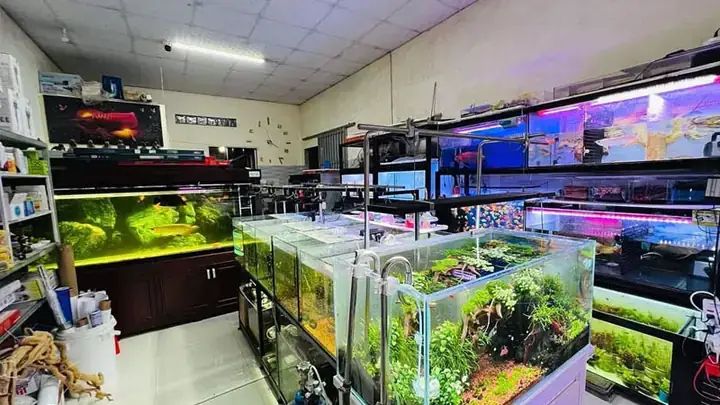 Tại Sao Cần Thanh Lý Hồ Cá Cũ?