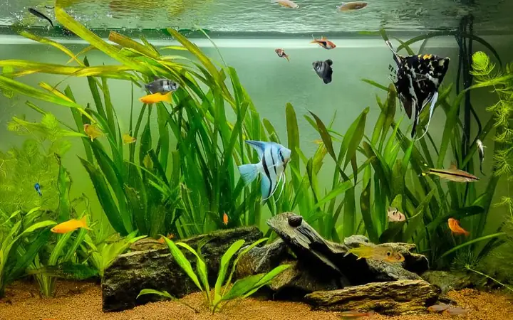 Đảm Bảo Độ Trong Của Bể Cá: