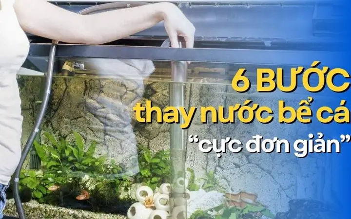 Bước Thay Nước Bể Cá