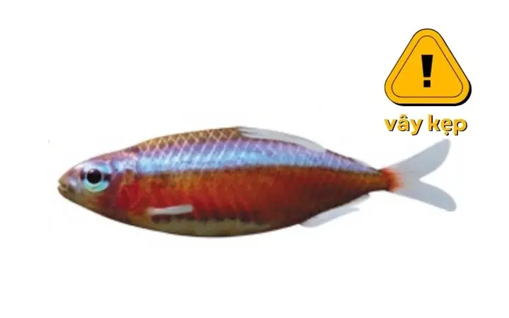 Vây Kẹp: