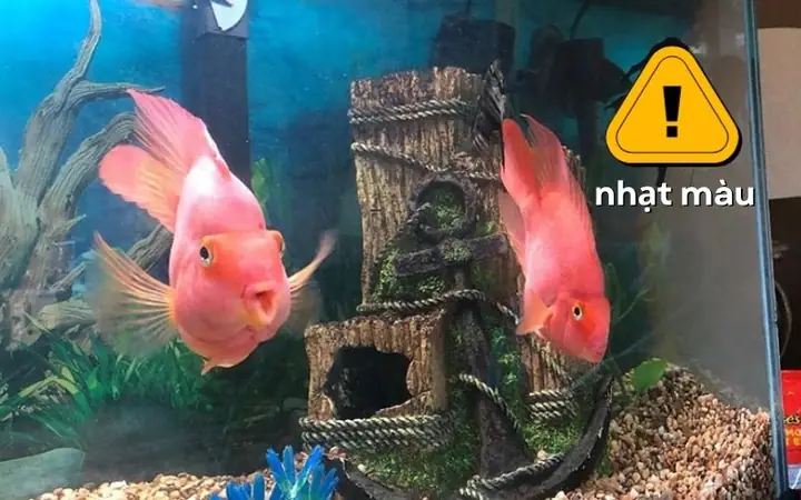 Màu Sắc Của Cá Nhạt Dần: