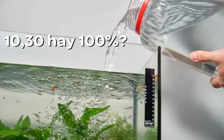 Thay Nước Cho Bể Cá: