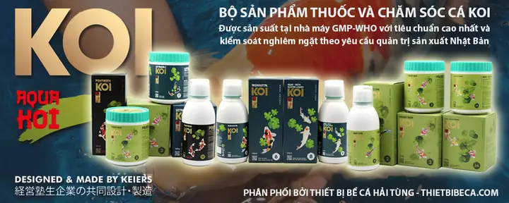 Thiết Bị Bể Cá Hải Tùng: Cẩm Nang Toàn Tập Từ A-z Cho Người Mới Bắt Đầu