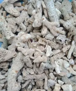 San Hô Vụn