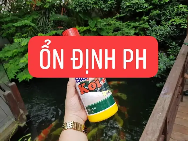 10/ Vi Sinh Sử Lý Nước Hồ Cá Koi