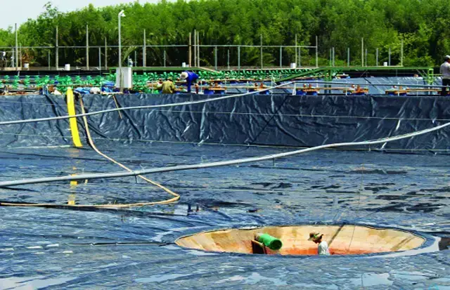 Các Bước Thiết Kế Và Thi Công Ao Nuôi Cá Trong Vườn Một Cách Khoa Học