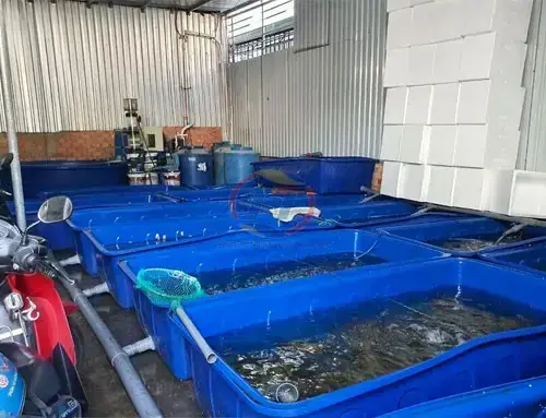Các Mô Hình Thiết Kế Ao Nuôi Cá Phổ Biến Trong Khu Vườn Gia Đình