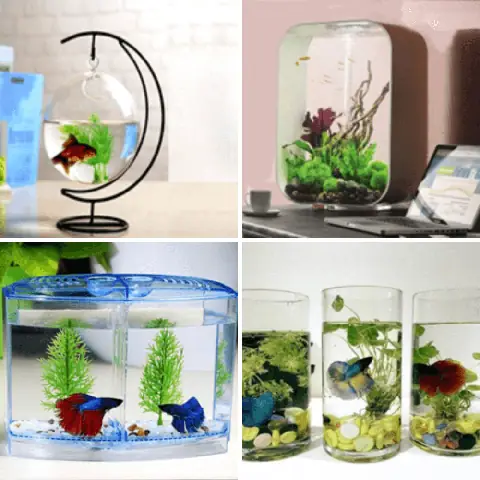 Bể Cá Cảnh Mini Để Bàn