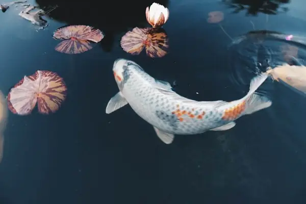 Có Nên Thổi Luồng Cho Hồ Cá Không?