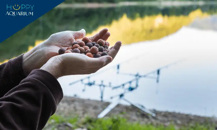 Loại Thức Ăn Cho Cá Chép Tốt Nhất Loại Thức Ăn Cho Cá Chép Tốt Nhất