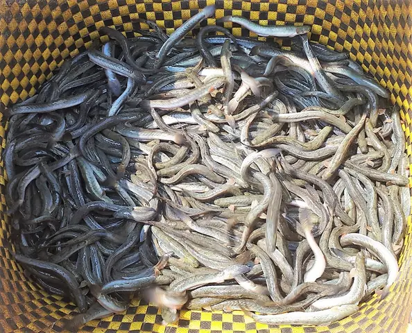 Nuôi Cá Kèo Công Nghiệp Với Thức Ăn Nanolis Go