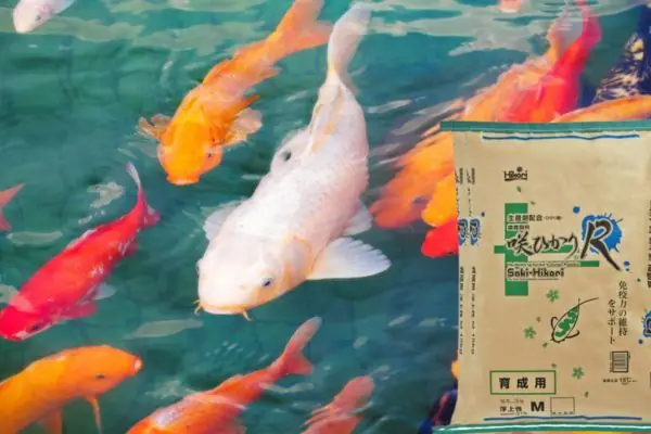 Kiểm Tra Chất Lượng Thức Ăn Cho Cá Chép Koi Bằng Cách Nhìn Thành Phần