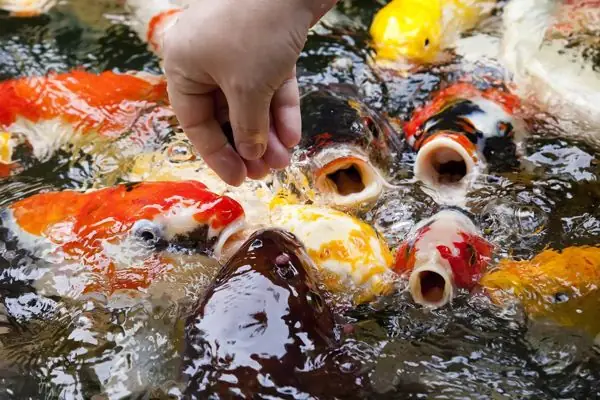 Cá Koi Ăn Gì Trong Quá Trình Trưởng Thành?