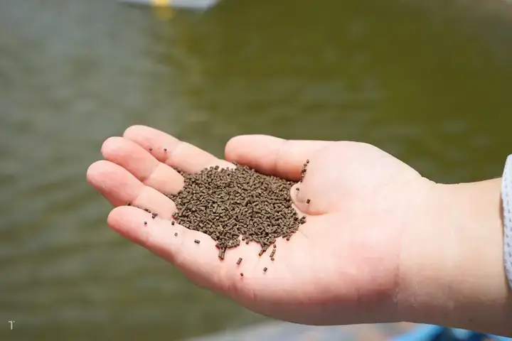 Thức Ăn Công Nghiệp Cargill Cho Cá Lóc: Tổng Quan Về Thương Hiệu Và Sản Phẩm