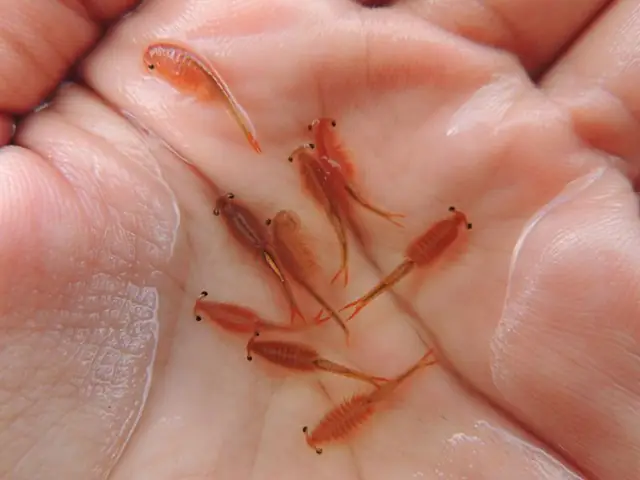 Artemia