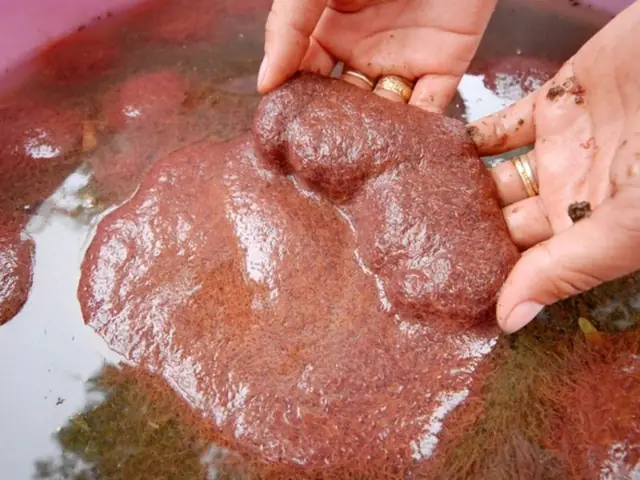 Trùn Chỉ