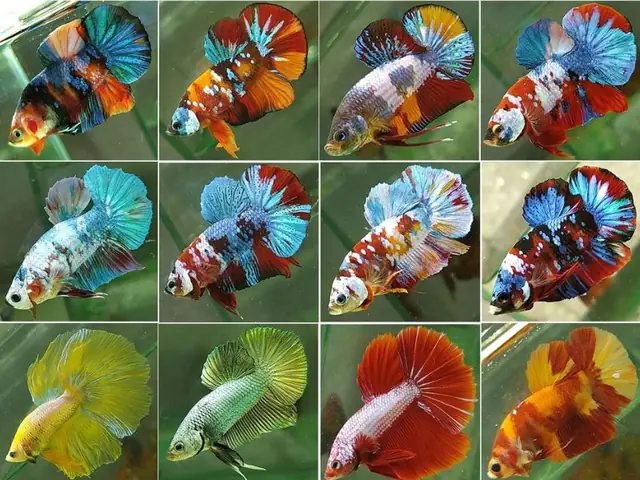 Giới Thiệu Tổng Quan Về Cá Betta`