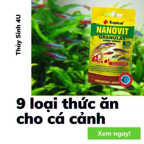 Loại Thức Ăn Cho Cá Cảnh Thủy Sinh Tốt Và Kích Màu Cá Nhanh