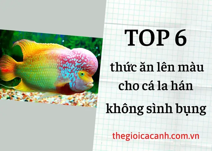 Top 6 Thức Ăn Cho Cá La Hán Lên Màu Không Bị Sình Bụng