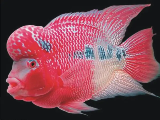Tổng Quan Ngắn Gọn Về Sắc Tố Cá