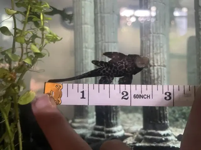 Thức Ăn Cho Cá Pleco: Hướng Dẫn Đầy Đủ Từ Cơ Bản Đến Chuyên Sâu