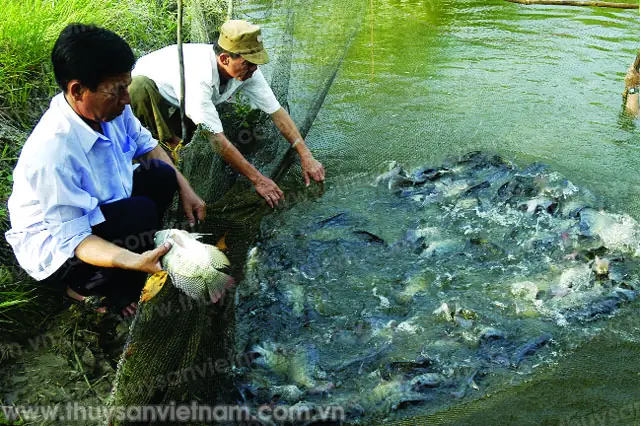 Thức Ăn Cho Cá Rô Phi