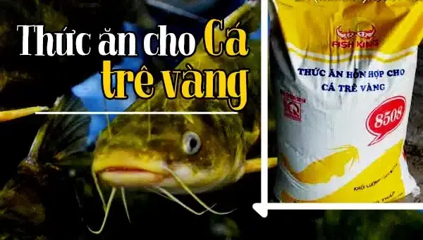 Thức Ăn Cho Cá Trê Vàng: Hướng Dẫn Toàn Tập Từ Chuyên Gia