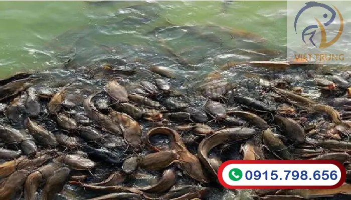 Thức Ăn Cho Cá Trê Vàng: Hướng Dẫn Toàn Tập Từ Chuyên Gia