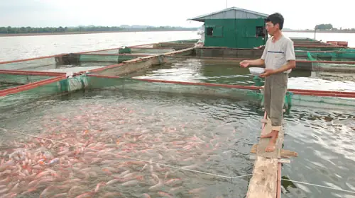 Thức Ăn Dành Cho Cá Basa