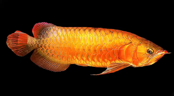Cho Cá Rồng Ăn Bao Nhiêu Là Đủ?