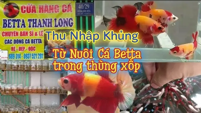 Hướng Dẫn Chi Tiết Về Thùng Ép Cá Betta: Cách Sử Dụng Và Lưu Ý An Toàn