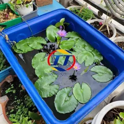 Thùng Nhựa Kích Cỡ Nhỏ 50l