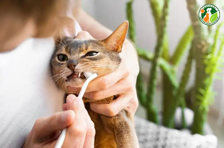 Vệ Sinh Răng Miệng Cho Mèo Định Kỳ